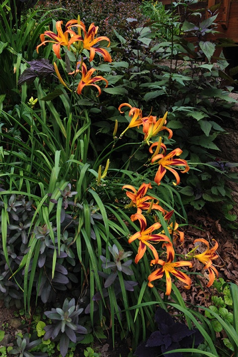 Liliowiec- Hemerocallis 'Tiger Eye Spider' (L)