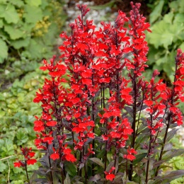 Lobelia 'Queen Victoria' (W)