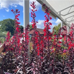 Lobelia 'Queen Victoria' (W)