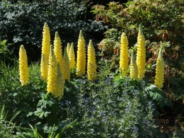 Łubin- Lupinus 'Desert Sun' (W)