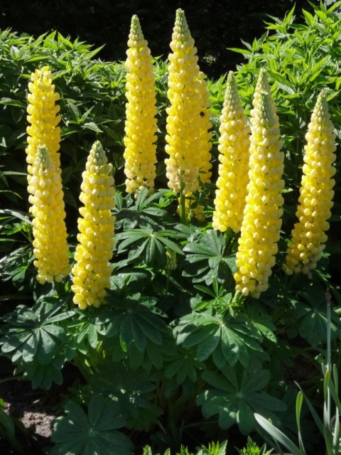 Łubin- Lupinus 'Desert Sun' (W)