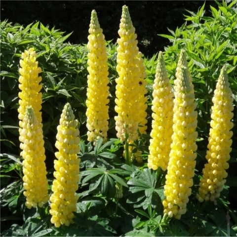 Łubin- Lupinus 'Desert Sun' (W)