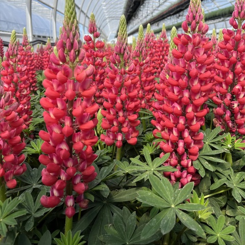 Łubin- Lupinus 'Red Rum' (W)