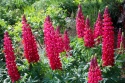 Łubin- Lupinus 'Red Rum' (W)
