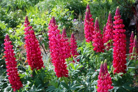 Łubin- Lupinus 'Red Rum' (W)