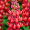 Łubin- Lupinus 'Red Rum' (W)