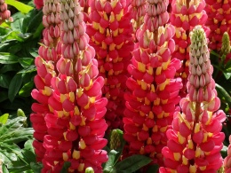 Łubin 'Tequila Flame' (L)