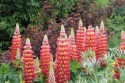 Łubin 'Tequila Flame' (L)