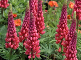 Łubin 'Towering Inferno' (L)