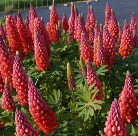 Łubin 'Towering Inferno' (L)