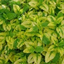 Melisa- Melissa officinalis 'Aureovariegata' (W)