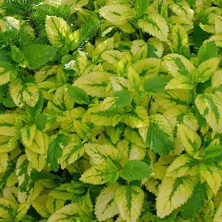 Melisa- Melissa officinalis 'Aureovariegata' (W)