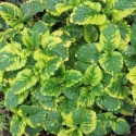 Melisa- Melissa officinalis 'Aureovariegata' (W)