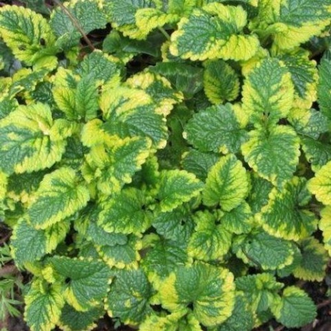 Melisa- Melissa officinalis 'Aureovariegata' (W)
