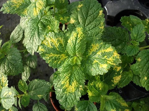 Melisa- Melissa officinalis 'Aureovariegata' (W)