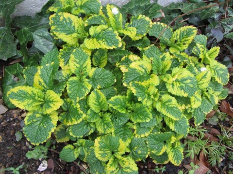 Melisa- Melissa officinalis 'Aureovariegata' (W)