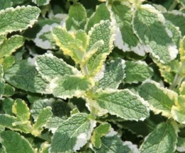 Mięta okrągłolistna- Mentha rotundifolia 'Variegata' (W)