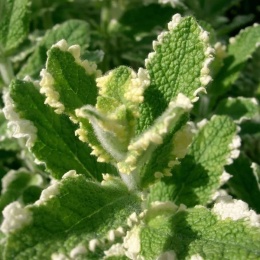 Mięta okrągłolistna- Mentha rotundifolia 'Variegata' (L)