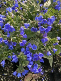 Miodunka- Pulmonaria 'Benediction' (L)