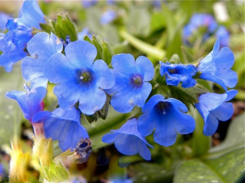 Miodunka- Pulmonaria 'Benediction' (L)