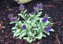 Miodunka- Pulmonaria 'Diana Clare' (L)