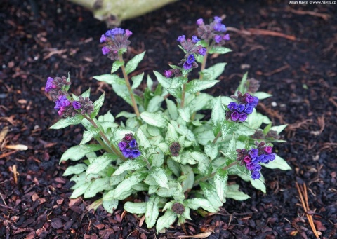 Miodunka- Pulmonaria 'Diana Clare' (L)