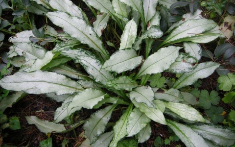 Miodunka- Pulmonaria 'Diana Clare' (L)