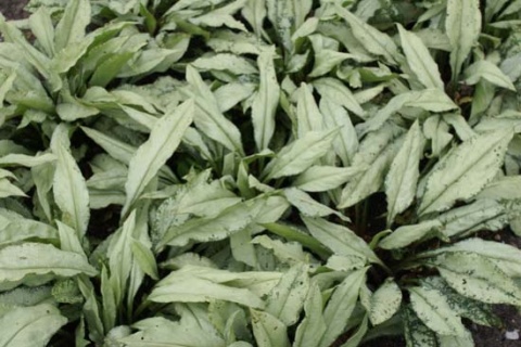 Miodunka- Pulmonaria 'Diana Clare' (L)