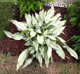 Miodunka- Pulmonaria 'Diana Clare' (L)