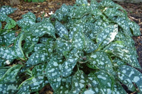 Miodunka pstra- Pulmonaria saccharata ‘Leopard’ (W)