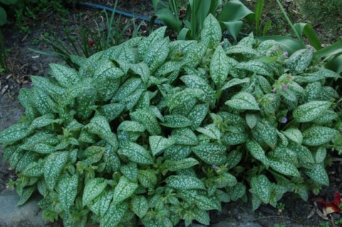 Miodunka pstra- Pulmonaria saccharata ‘Leopard’ (W)