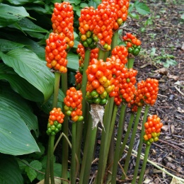 Obrazek włoski- Arum italicum 'Marmoratum' (L)