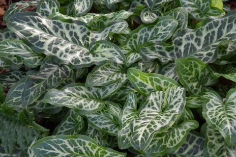 Obrazek włoski- Arum italicum 'Marmoratum' (L)