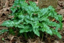 Obrazek włoski- Arum italicum 'Marmoratum' (L)