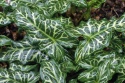 Obrazek włoski- Arum italicum 'Marmoratum' (L)
