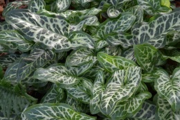 Obrazek włoski- Arum italicum 'Marmoratum' (W)