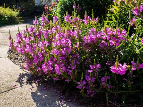 Odętka wirginijska- Physostegia virginiana 'Vivid' (W)