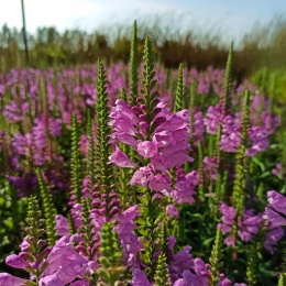 Odętka wirginijska- Physostegia virginiana 'Vivid' (W)