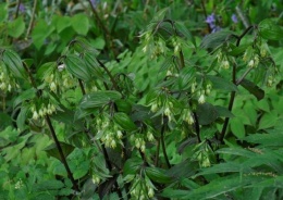 Parnik Bodiniera- Disporum bodinerii (W)