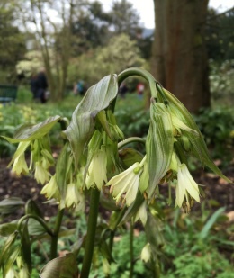 Parnik Bodiniera- Disporum bodinerii (L)