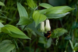 Parnik wspaniały- Disporum sessile (W)