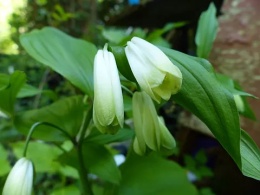 Parnik wspaniały- Disporum sessile (L)