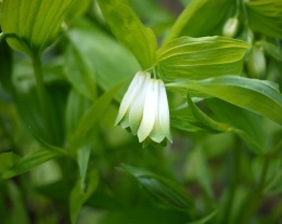 Parnik wspaniały- Disporum sessile (L)