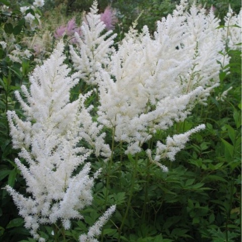 Tawułka Arendsa- Astilbe arendsii 'Diamant' (W)
