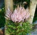 Tawułka Arendsa- Astilbe arendsii 'Look at Me' (W)
