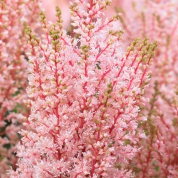 Tawułka Arendsa- Astilbe arendsii 'Look at Me' (L)