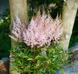 Tawułka Arendsa- Astilbe arendsii 'Look at Me' (L)