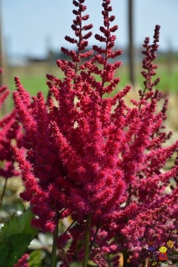 Tawułka chińska- Astilbe chinensis 'Cardinal' (L)