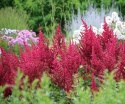 Tawułka chińska- Astilbe chinensis 'Cardinal' (L)