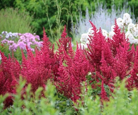 Tawułka chińska- Astilbe chinensis 'Cardinal' (L)